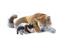 Monster Hunter Rise Sunbreak Set Switch Hunter Sunbreak Amiibo Mel Zena Palico Palico Monster Hunter Sunbreak Acrylic + - + [Monster Rise 3-piece