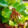 1Pcs Rusty Echinacea Garden Stake Charming Rusted Echinacea Garden Stake Metal Echinacea Plant Sculpture Garden Stake