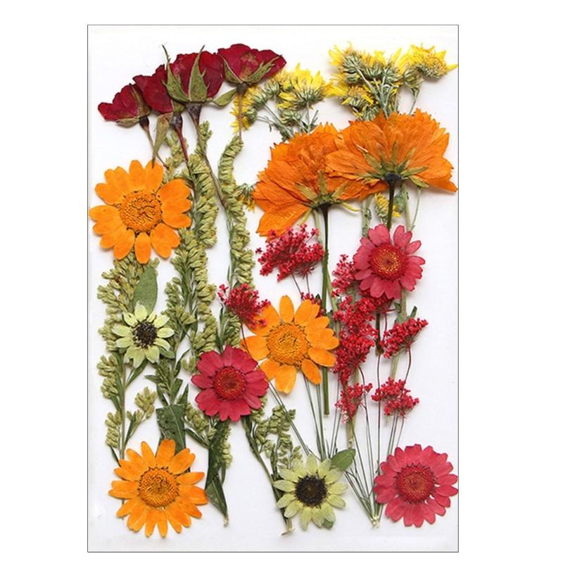 Dried Pressed Flower for Resin Molds Natural Dry Flower Leaves for Art Craft Supplies Scrapbooking Jewelry Making 6XDE