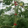 Binding Tomatoes, Vines, Branches, Cucumbers, Grapes, Vines, Nails, Tape, Etc. Binding Machine