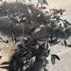 DIY 2M Black White Turkey Marabou Feather Boa with Chicken Feathers Natural Plume Shawl for Wedding Dress Stage Decoration