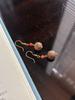 Natural Kynam Agarwood Earrings and Ear Pendants, Suitable for Live Stream Room.