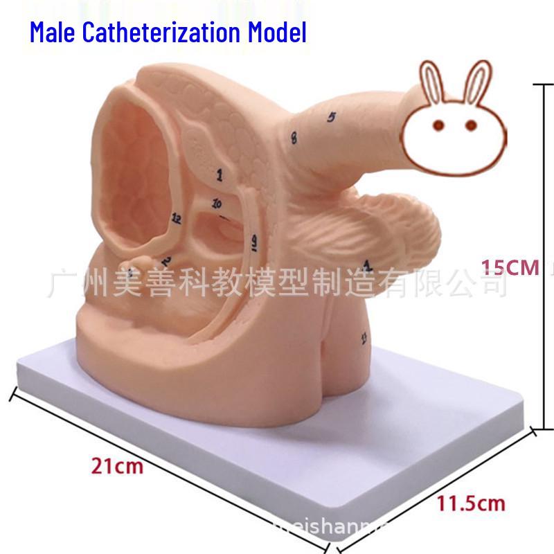

Простая модель для обучения катетеризации мужчин/женщин и послеродовой катетеризации