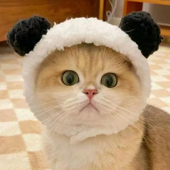 Pet Hat: Cute Bear Plush Headdress for Cats and Small Dogs