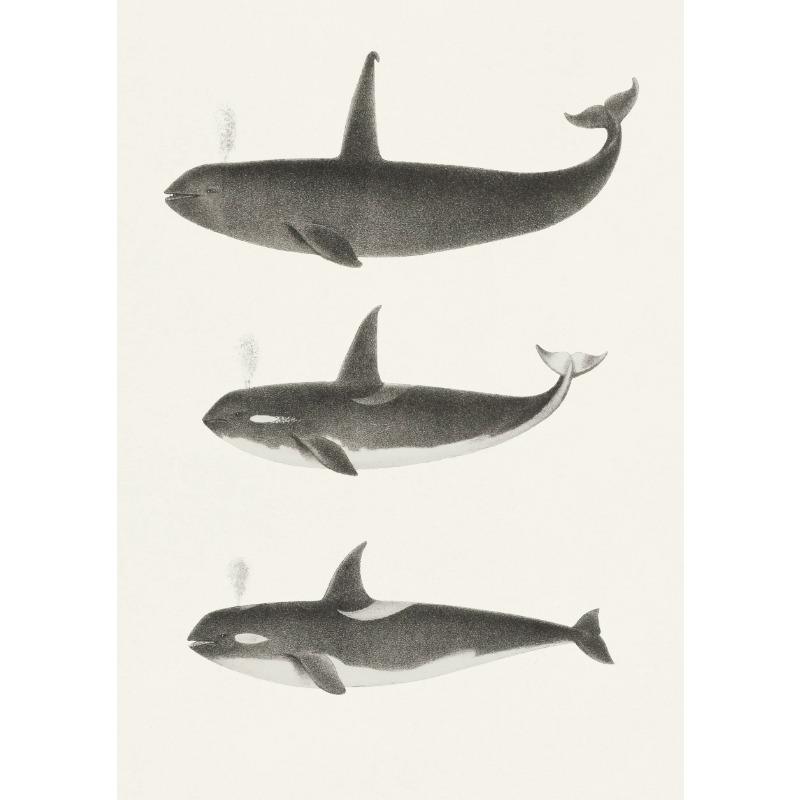 Cartoon Marine Animals Whales and Sharks Guide Poster and Prints Canvas Painting Wall Art Pictures Home Room Decoration