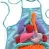 3D Organ Apron Aprons for Kid Awareness Montessori Pretend Play Human Body Model Children