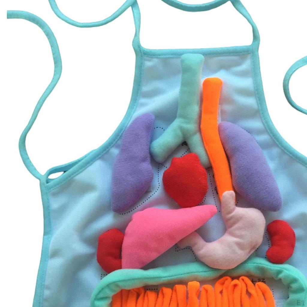 3D Organ Apron Aprons for Kid Awareness Montessori Pretend Play Human Body Model Children