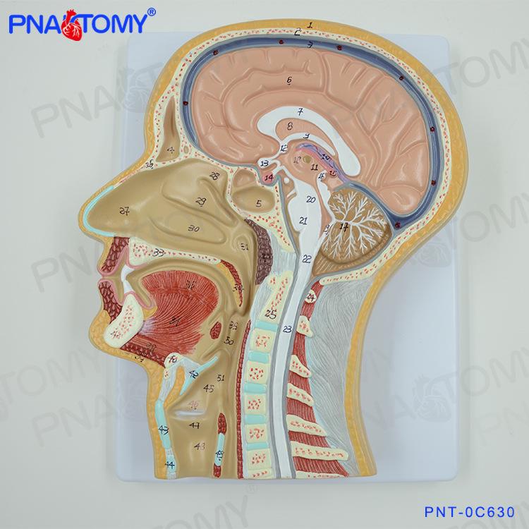 Human Head and Brain Anatomical Model: Sagittal and Coronal Sections for Medical and Cosmetic Study 27x20x6 cm