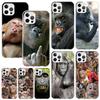 Monkey Memes Phone Case For Iphone 17 Air 16 15 Plus 16E 14 Pro Max 13 Mini 12 11 7 8 SE Fundas Soft Back Cover 17 Air 16 15 Plu