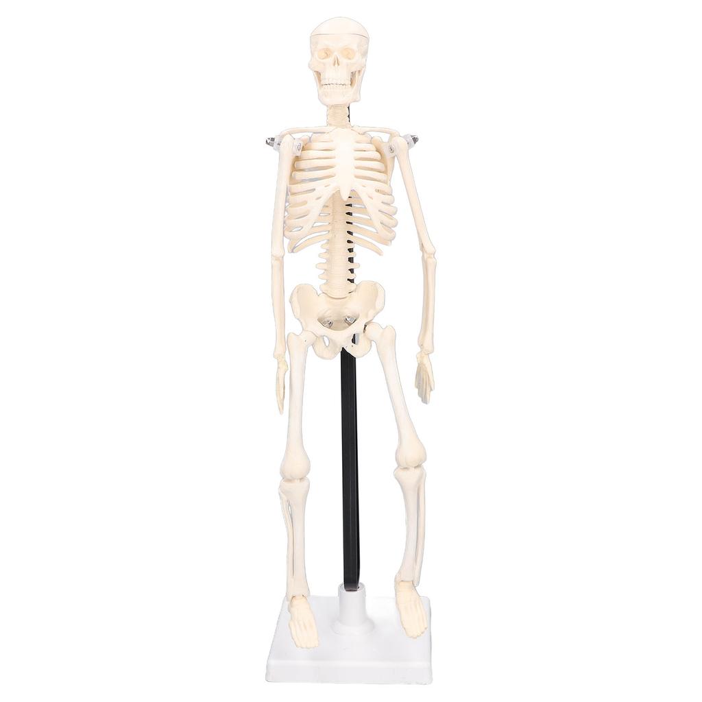 Human Skeleton Model 42cm Detachable Flexible Lightweight PVC Mini Teaching Skeleton Model