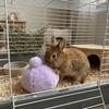 Bissfester Kaninchen Beruhigungsball Simulierte Kaninchenhintern Kaninchen Stressabbau Ball Jagdspiele