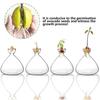 Transparent Avocado Seed Culture Kit - Glass Vase for Plant Starters, Perfect for Gardening Enthusiasts
