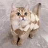 Fashion Sphynx Cat Sweater Cardigan for Cats Gotas Winter Warm Pet Fleece Clothes Garfield Katten Dog Jackets Mascotas Clothing