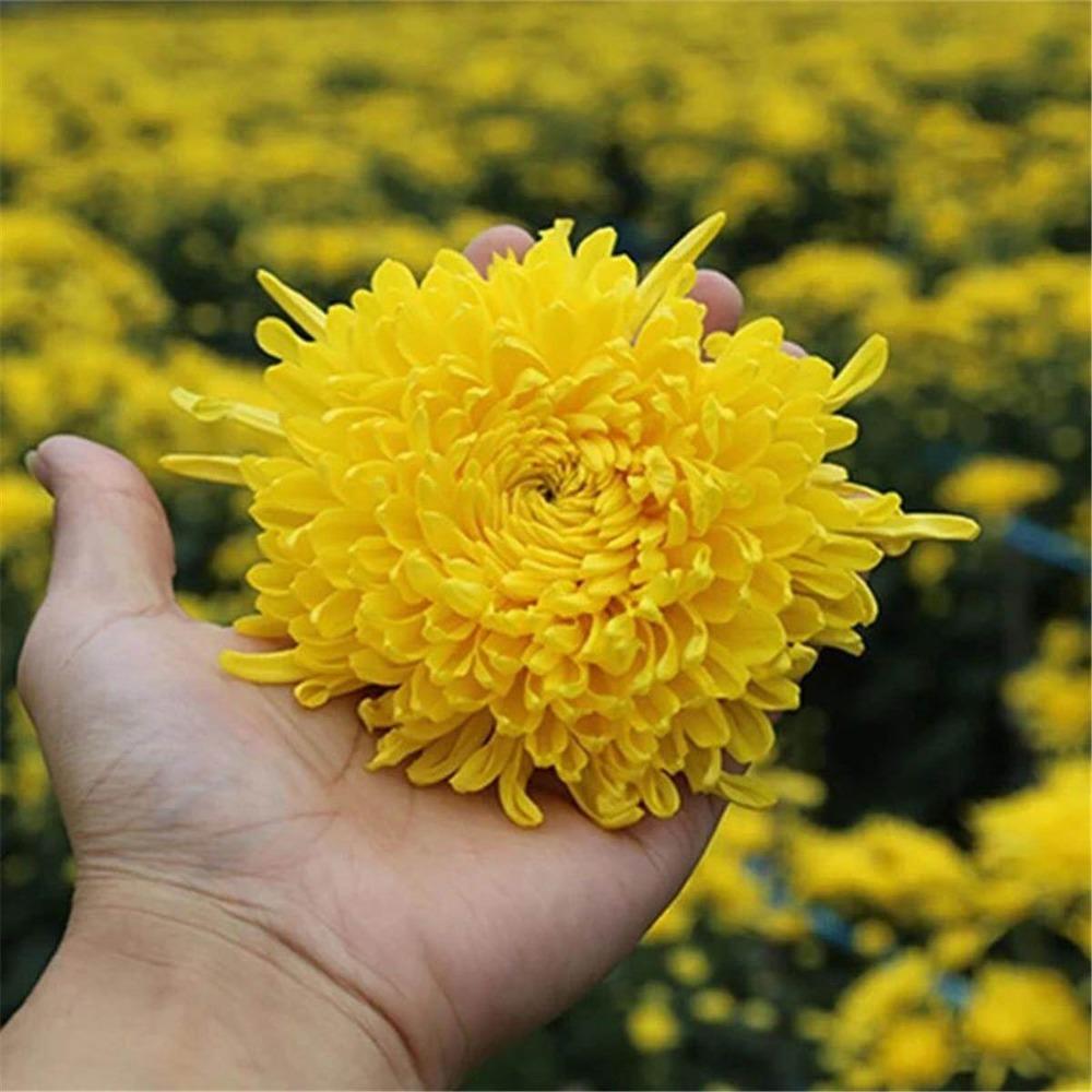 Organic Yellow Chrysanthemum Tea Big Blooming Flower Dry Herbal Health Drink
