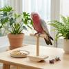 Bird Perch Stand Claw Grinding Parrot Training Toy for Desktop Tabletop Cockatiel Budgie Lovebird Natural Wood Stable Base