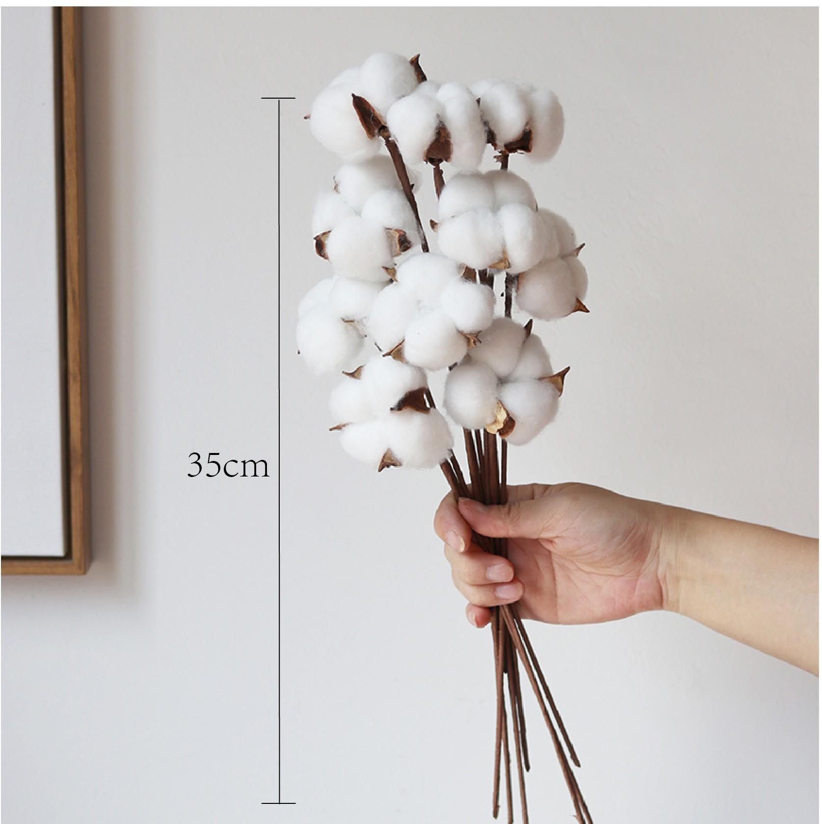 

10PCS Natural Dried Cotton Stems 15inch Tall, Rustic Cotton Sprigs For Vase Fillers, Floral Arrangements Fall Decorations And DIY Crafts One Size