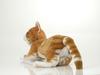 Trend Master Plush Toy Nadenade Series Nadenade DX Neko-chan Tora-chan