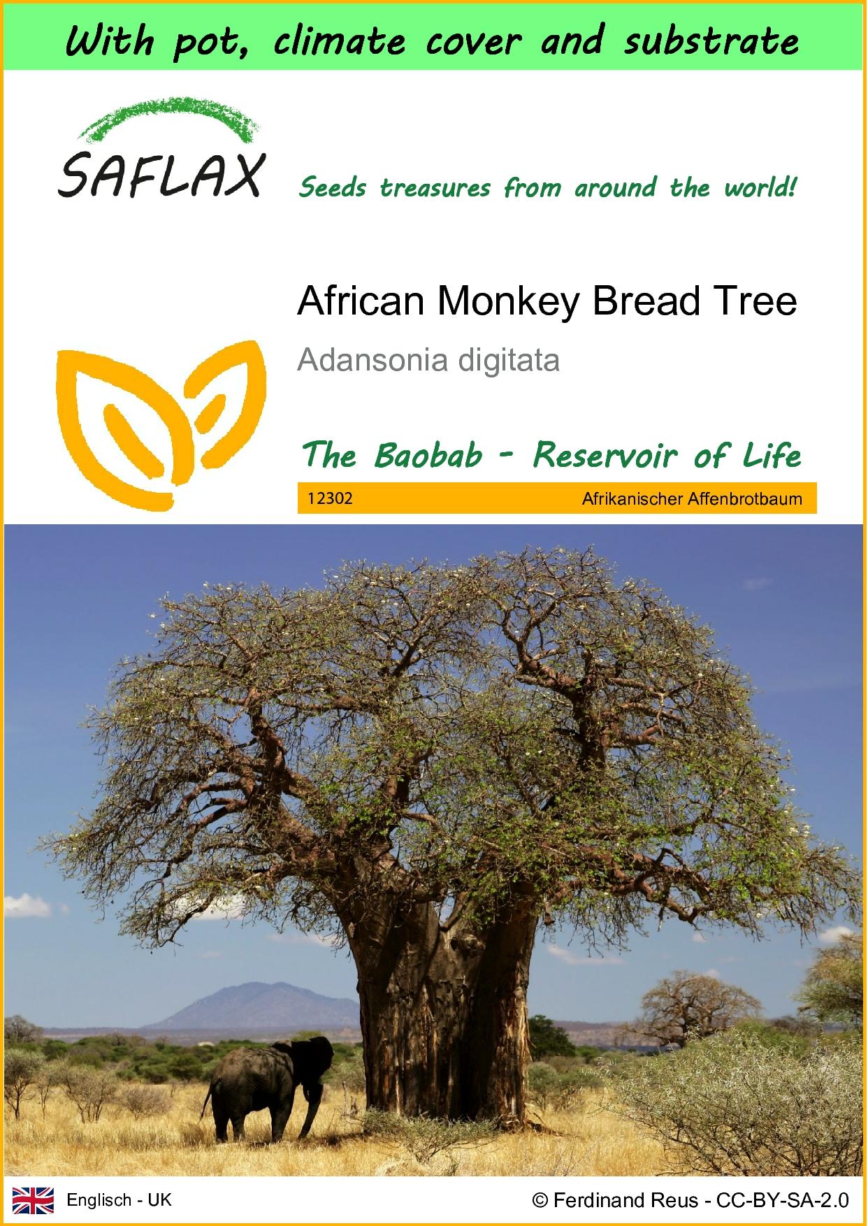 Saflax Unisex - Garden To Go - African Monkey Bread Tree - 6 Seeds - With Pot, Climate Lid And Growing Substrate - Adansonia Digitata