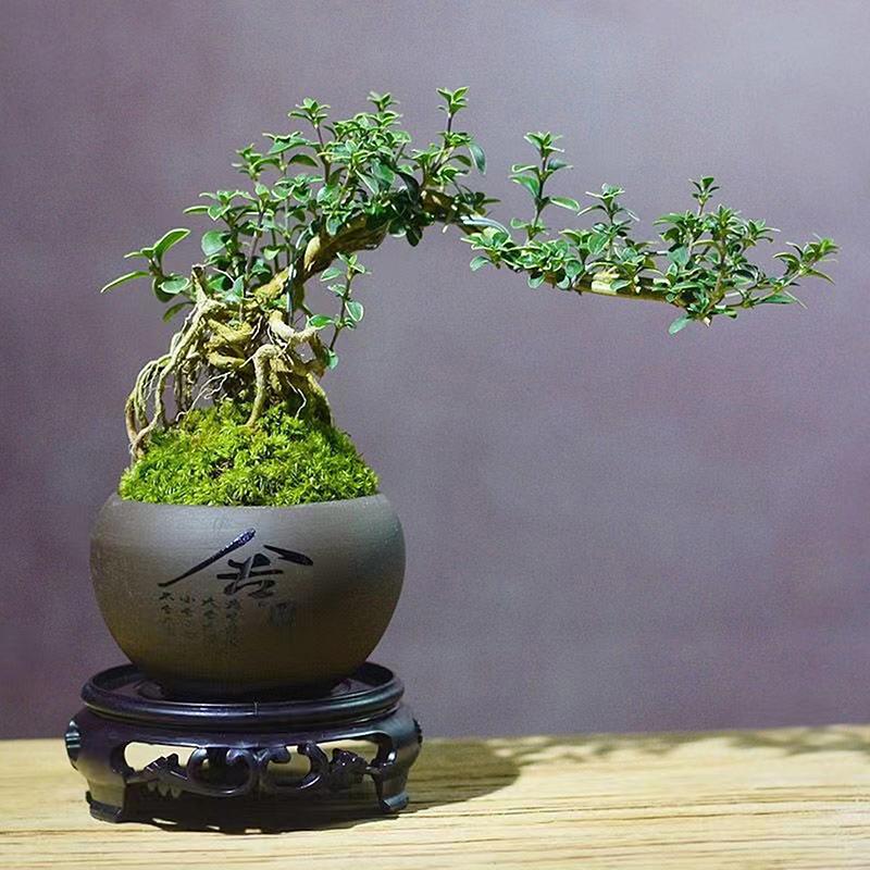 Garden Supplies Plastic Flower Pot Base Suitable For Various Types Of Flower Pots, Vases, Antique Decorations