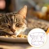 Dish Stand Elevated Pet Feeding Station for Dogs And Cats