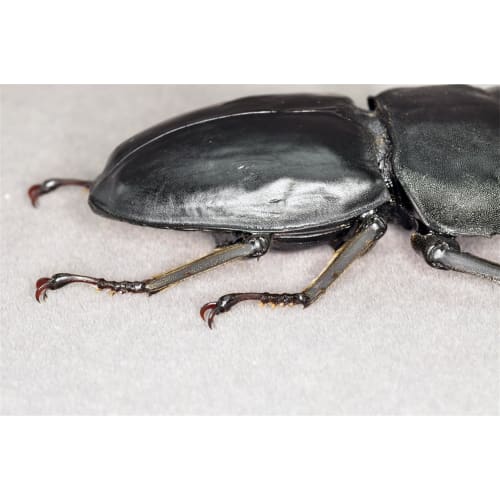 BACALYSO | Nirvana 1/1 Scale Stag Beetle Figure, Magnetic Refrigerator Ornament, Realistic Adult Illustrated Wild Insect Beetle, Summer, Resin, Adult-