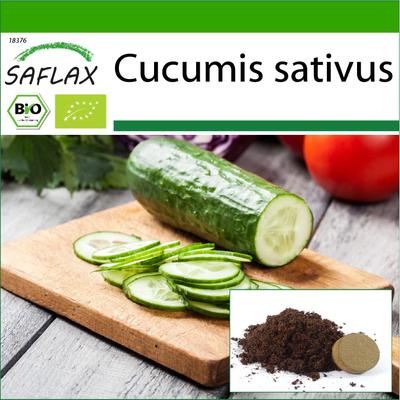 Biologico - Cetriolo - Marketmore - 20 semi - Con substrato in vaso per una migliore coltivazione - Cucumis sativus