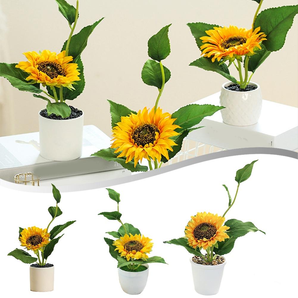 Plantă în ghiveci Floarea-soarelui Nunți Case Won T Fade Lively