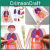 DIY Menschliche Organerkennung Vliesstoff Lehrmaterial-Set für Kinder Wissenschaftsexperiment Materialset