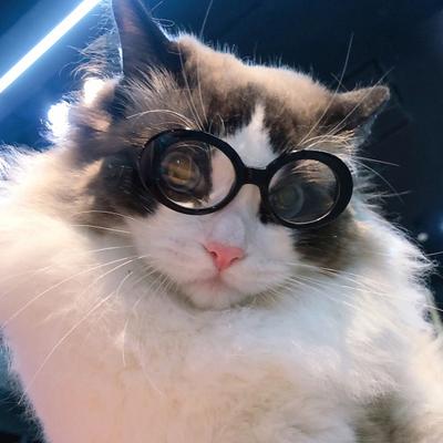 Yousheng Pet Sluneční brýle Šedé sklo Oválné Vtipné Lehké Větruodolné Foto rekvizity Malá kočka Malý pes Štěně Cosplay brýle Potřeby pro domácí mazlíčky