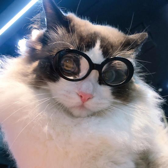 Yousheng Pet Sluneční brýle Šedé sklo Oválné Vtipné Lehké Větruodolné Foto rekvizity Malá kočka Malý pes Štěně Cosplay brýle Potřeby pro domácí mazlíčky