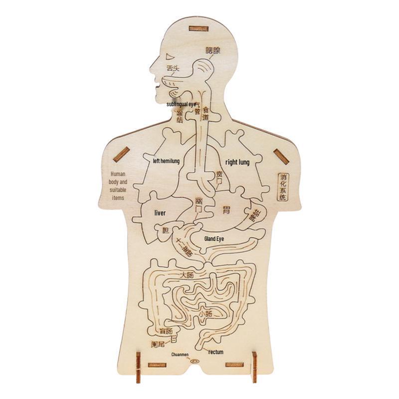 Human Digestive System Puzzle Model: Cognitive Science Experiment and Educational Teaching Aid