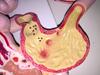 Human Digestive System Model: Large Intestine, Rectum, Duodenum, Stomach & Intestines Anatomical Structure