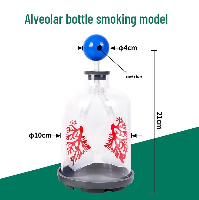 Large Lung and Diaphragm Simulator for Teaching Respiration and Gas Exchange