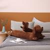 Soft And Cuddly Stuffed Animal Plush Toy For Teens Sausage Dog 50/70cm