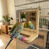 Wear Resistant Bird Perch with Mirror Bite Resistant Interactive Parrot Biting Rod  for Small Birds