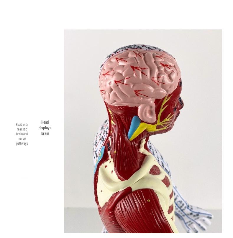 60cm TCM Acupuncture Teaching Model: Human Meridian Acupoint, Half-Skin/Half-Muscle Anatomical Model.