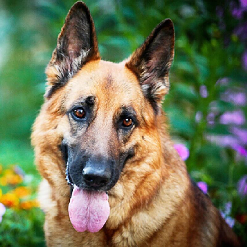 

Алмазная картина с крестом, животное, полная круглая дрель, Алмазная вышивка, собака, Алмазная мозаика, рукоделие, настенное искусство Full Round 20x20CM