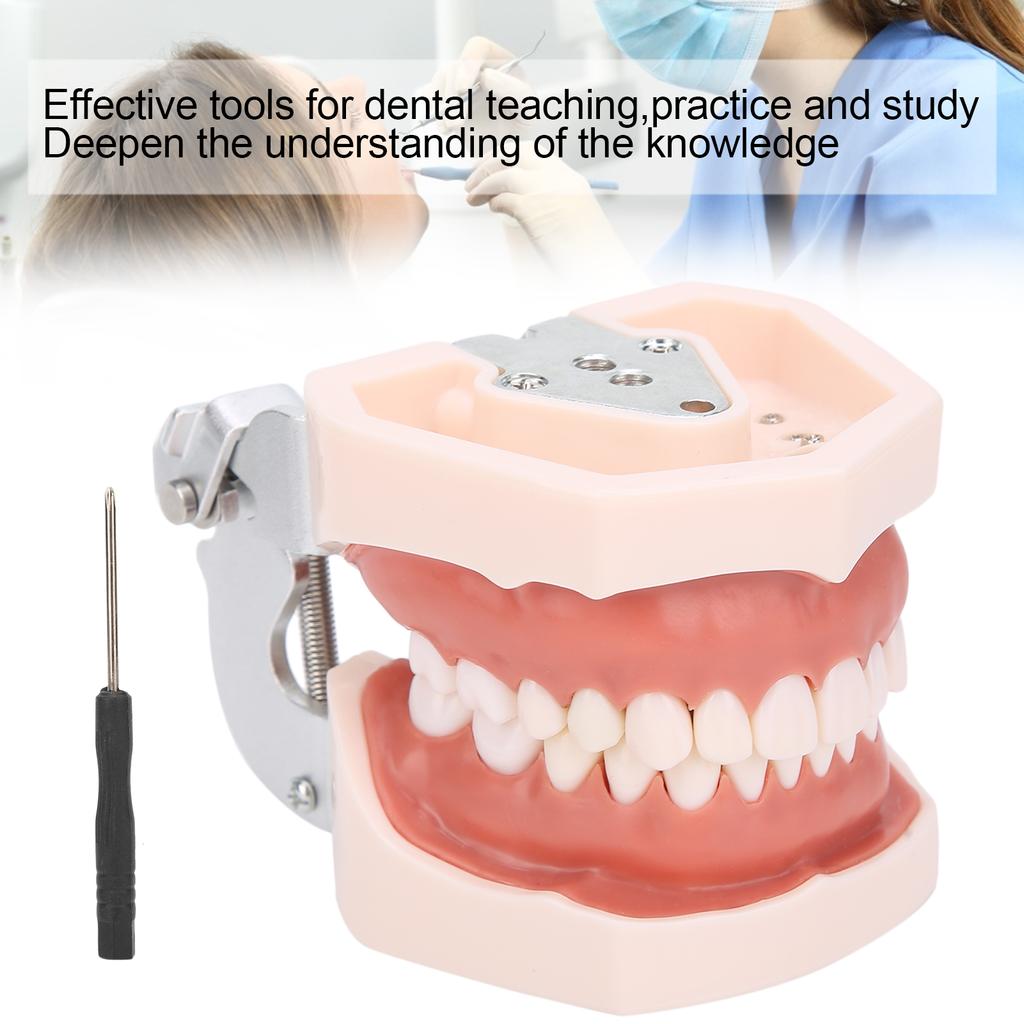 Detachable Teeth Model Simulation Dental Teeth Model for Teaching Practice with Screwdriver