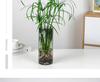 Hydroponic Lucky Bamboo and Aquatic Grass for Fish Tanks and Ponds
