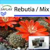 Gift Set - Rebutia - 40 Seeds - With Gift Box, Card, Label and Potting Substrate - Rebutia Mix