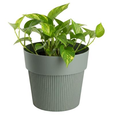 Home Decor – Decorative Flower Pots