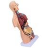 Menschliches Torso-Modell, abnehmbares pädagogisches Körper-Gehirnanatomie-Modell für den Unterricht in Schulkrankenhäusern, 17,7 Zoll