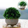5Pcs Clear Plant Plates Round Plants Saucer New Flower Pot Tray  Outdoor
