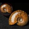 Luck Mascot Madagascar Stone Collectibles Iridescent Specimen Natural Ammonite
