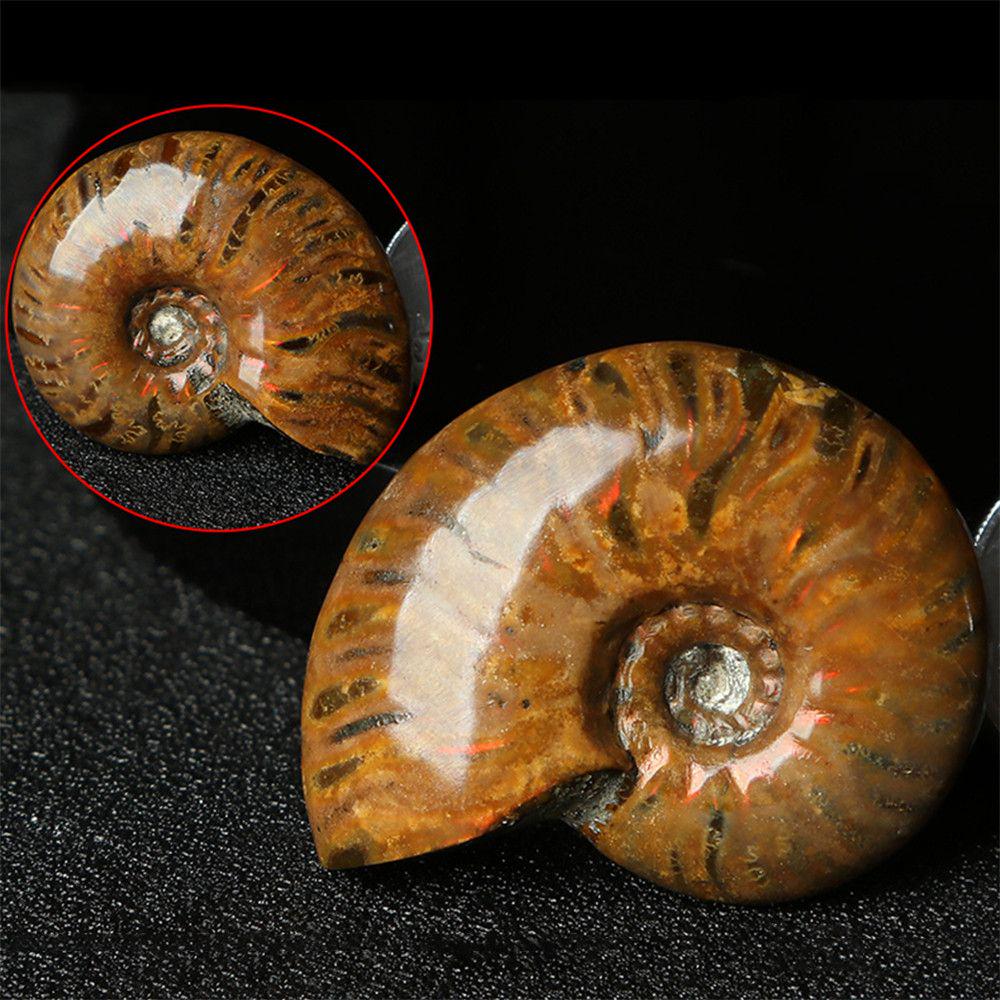 Luck Mascot Madagascar Stone Collectibles Iridescent Specimen Natural Ammonite