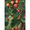 1014-teiliges Puzzle – Apfelbaum, beliebtes koreanisches Puzzle