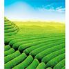 100g Select Brown Rice Green Tea Genmaicha Sencha