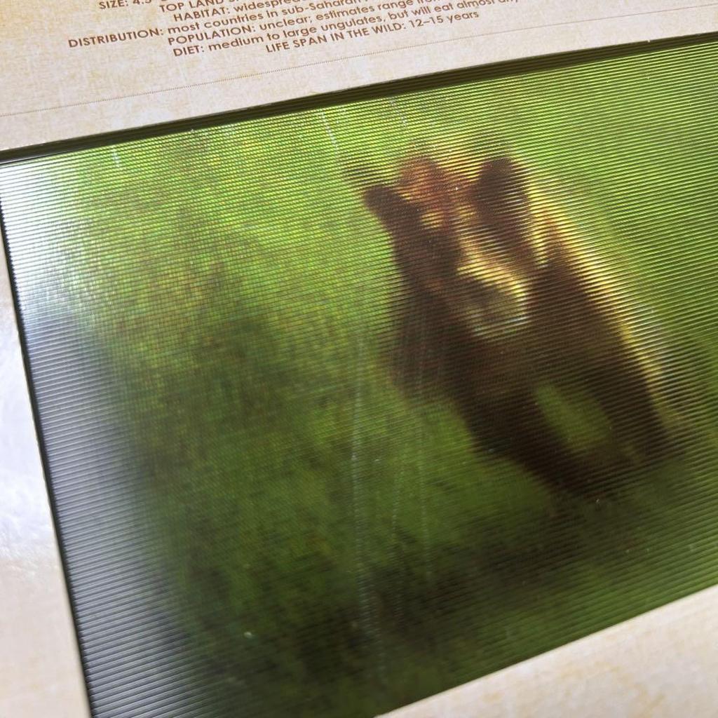 [USED] SAFARI Pop-up picture book