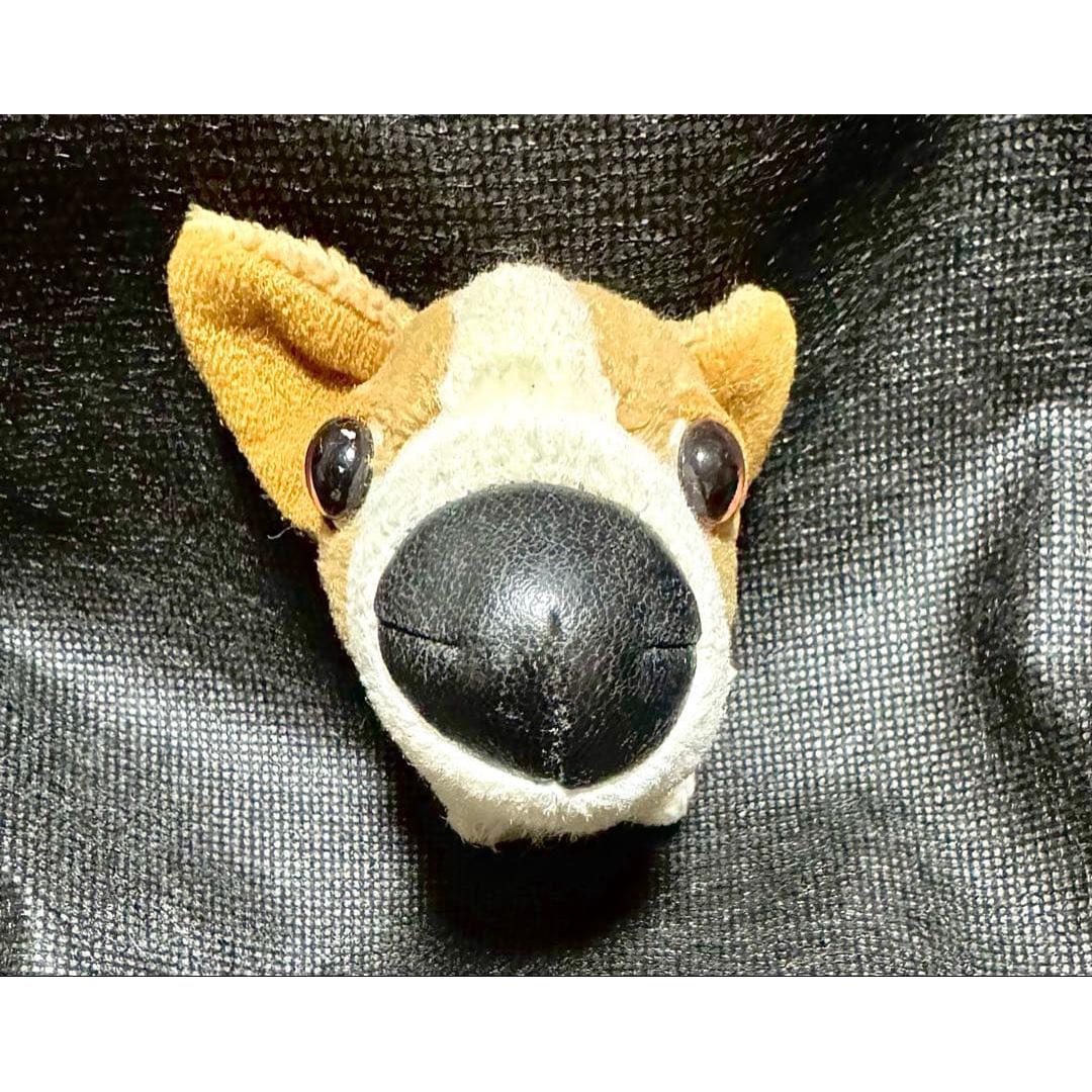 At that time THE DOG Corgi