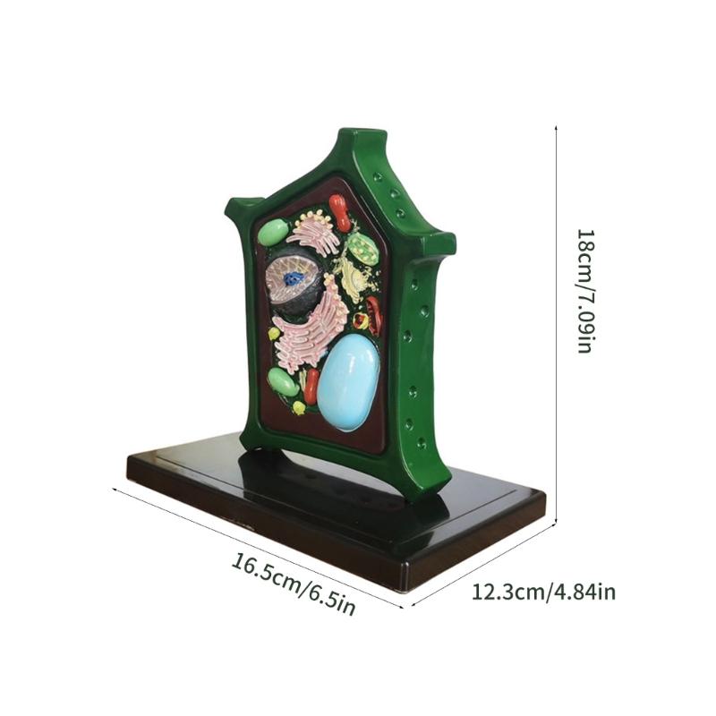 Plant Anatomy Model Plant Cell Model Plant Model Toy Teaching Aid Lab Supplies for Classroom Display Study Teaching